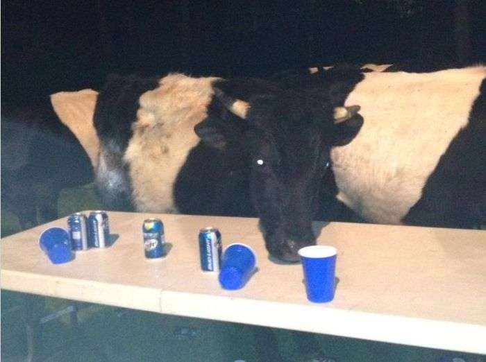 Корови люблять пиво (5 фото)