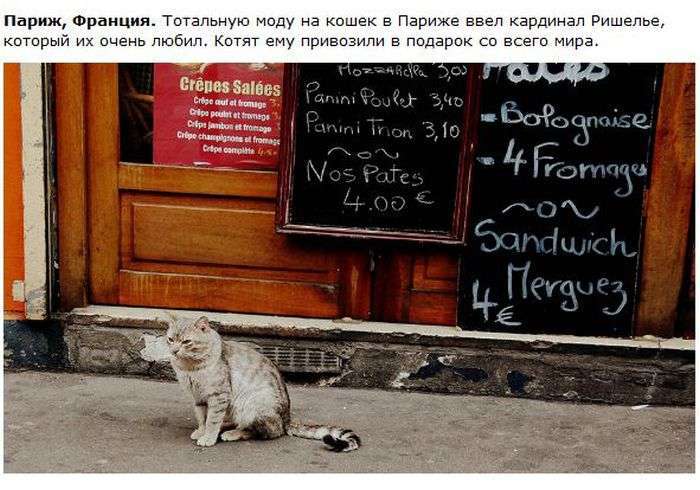 Про кішок в різних містах (28 фото)