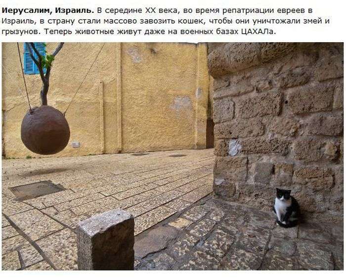 Про кішок в різних містах (28 фото)