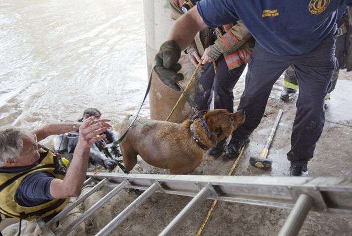 Порятунок собаки в Канзасі (20 фото)