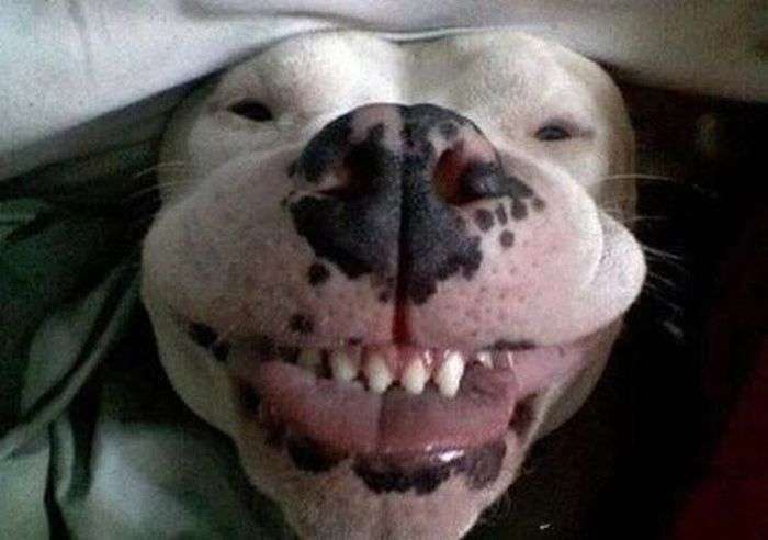 Смішні собаки (110 фото)