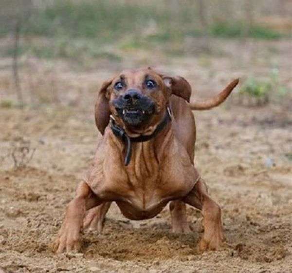 Смішні собаки (110 фото)