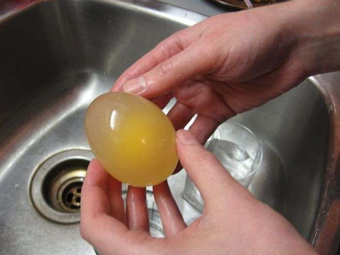 Яйце в оцтовій кислоті (12 фото)