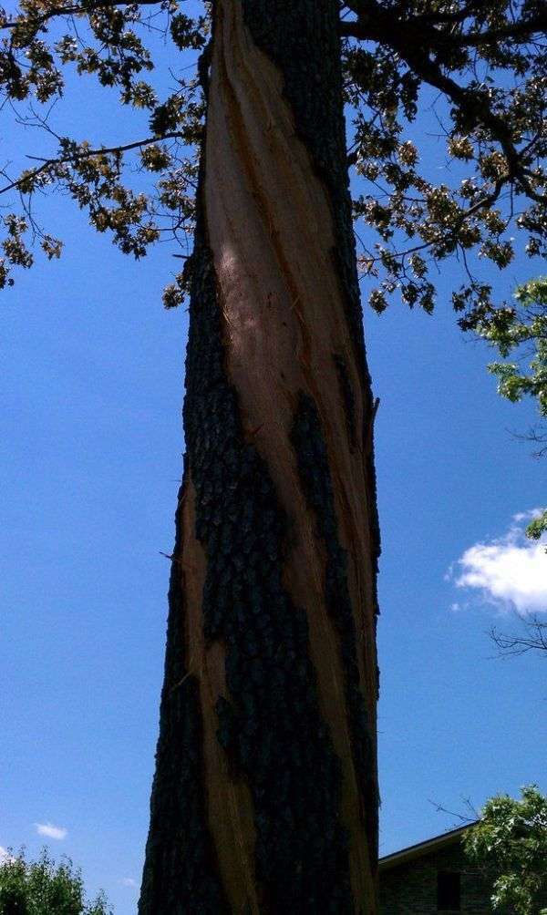 Дерево після удару блискавки (4 фото)