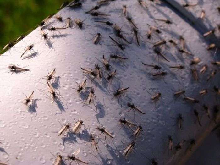 Мінську область атакували комарі (18 фото)