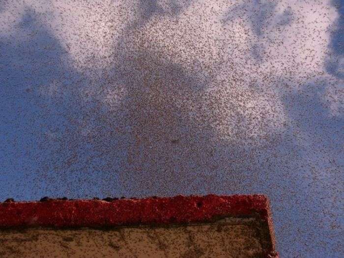 Мінську область атакували комарі (18 фото)