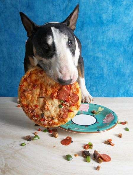 Собаки, які люблять піцу (20 фото)