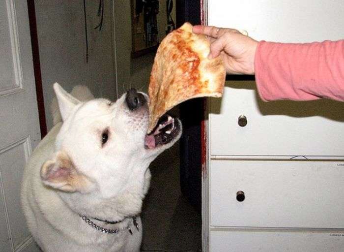 Собаки, які люблять піцу (20 фото)
