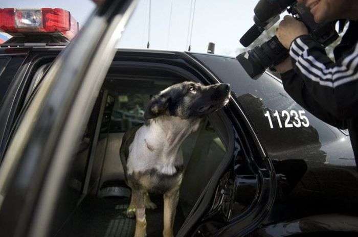 Відважна поліцейська собака (22 фото)