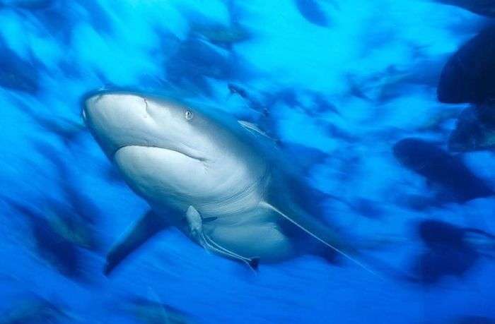 Акула-бик (26 фото)