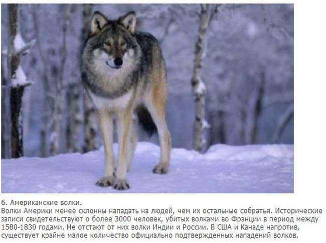 Факти про вовків (10 фото + текст)