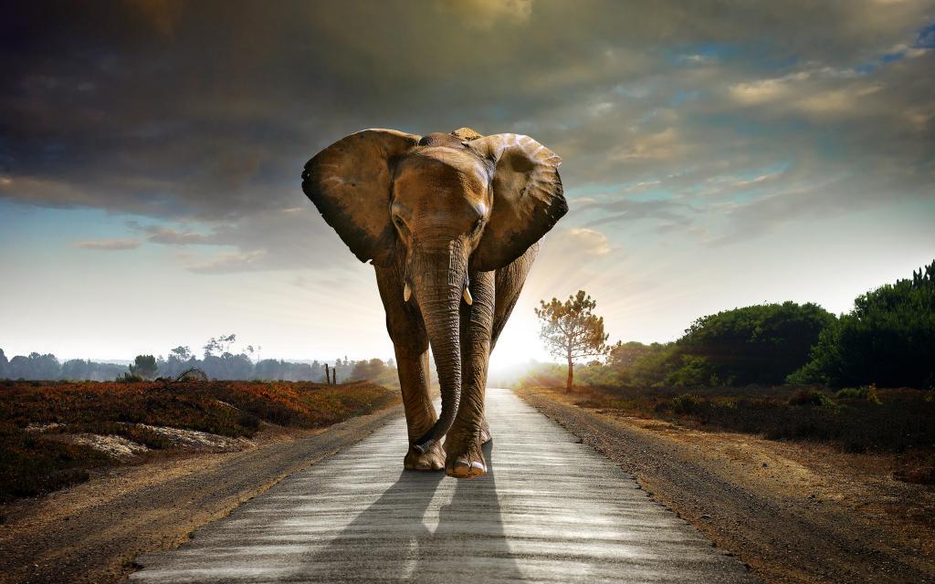 Путаница на века: почему слово «слон» на самом деле должно означать «лев» Интересное