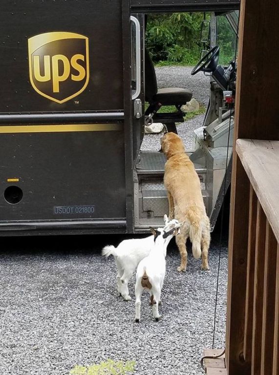 Лучший друг по переписке: как собаки встречают американских почтальонов зверушки,живность,питомцы,Животные
