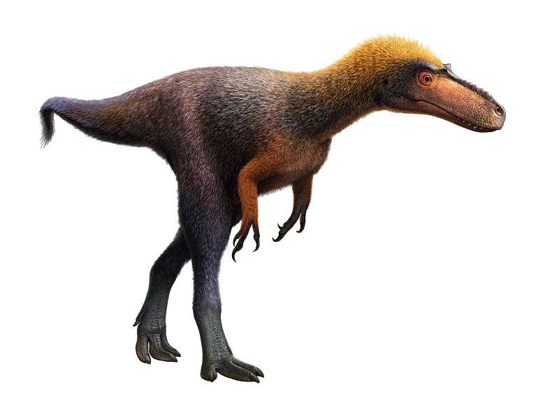 Открытого родственника тираннозавра назвали по-индейски в честь койота Археология