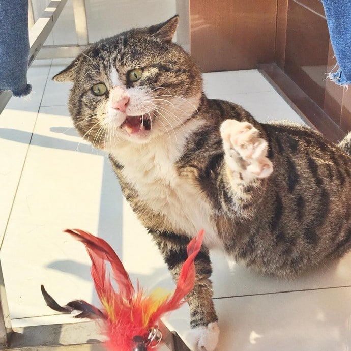 Король драмы! 14 забавных фото сверх эмоционального кота Приколы,pin,коты,приколы,смешные коты