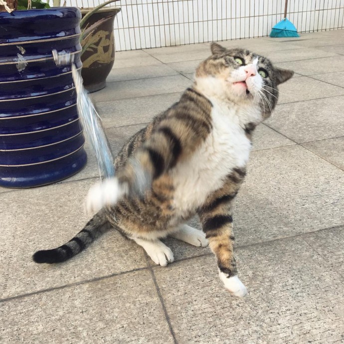 Король драмы! 14 забавных фото сверх эмоционального кота Приколы,pin,коты,приколы,смешные коты