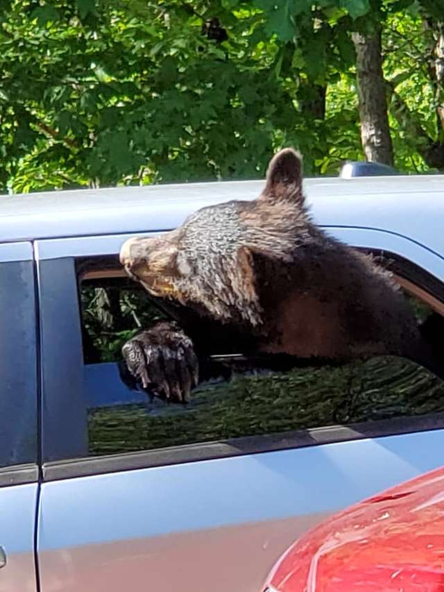 Мужчина оставил машину у леса, и медвежата преподали ему ценный урок 