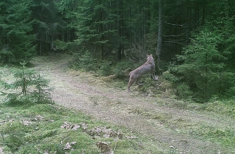 В Беларуси произошла редкая схватка рыси с волком, но финал получился необычный животные,природа,Путешествия,фото