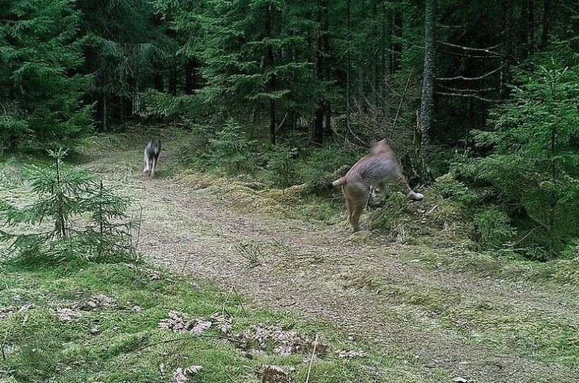 В Беларуси произошла редкая схватка рыси с волком, но финал получился необычный животные,природа,Путешествия,фото