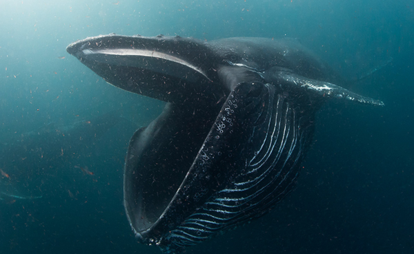 Экологическая катастрофа: Животы большинства китов забиты пластиком киты,мир,природа,ужас