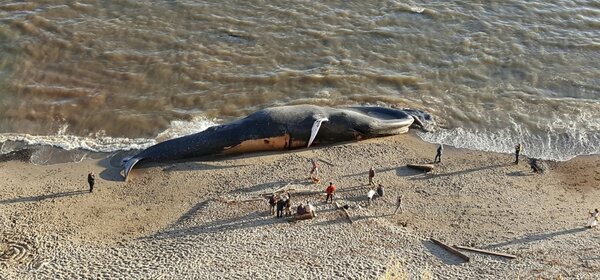 Экологическая катастрофа: Животы большинства китов забиты пластиком киты,мир,природа,ужас
