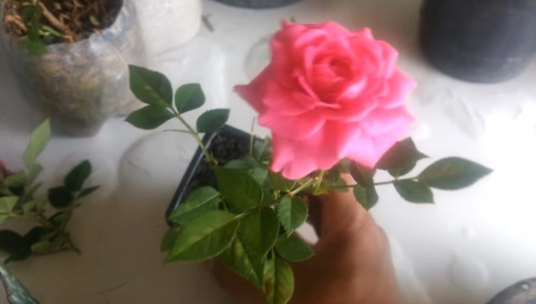 Как укоренить розу роза,садоводство,своими руками