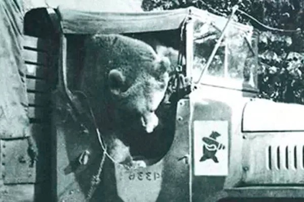 Капрал Войтек: история о медведе-герое, который воевал во Второй Мировой 