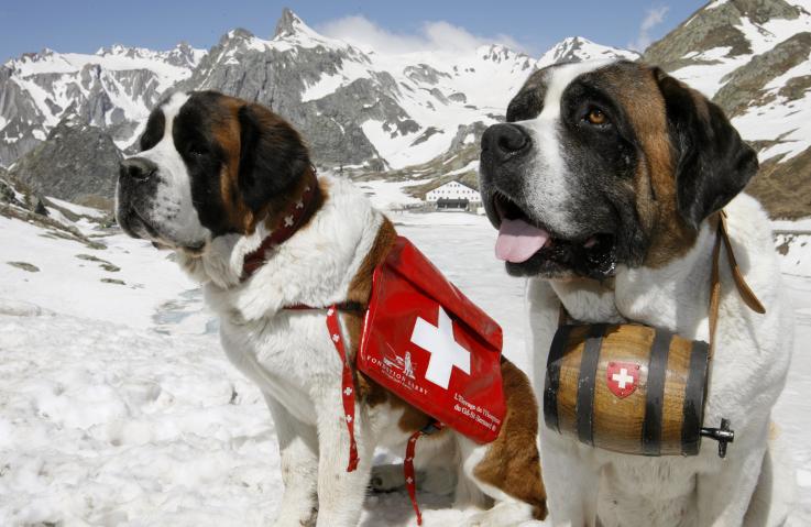 13 диких фактов о жизни в Швейцарии, которых нет в путеводителях 