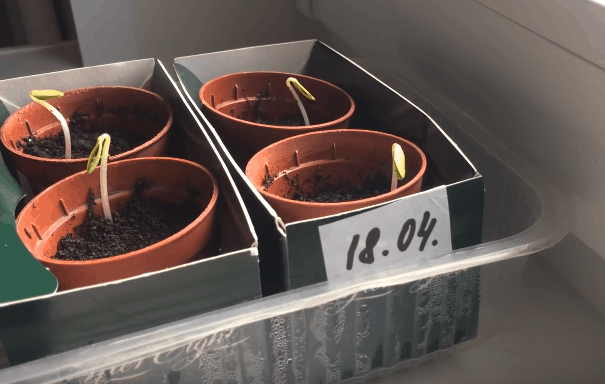 Экспресс-метод выращивания рассады огурцов: быстрее просто не бывает! огород,огурцы,рассада