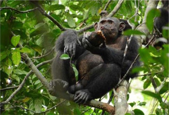 Шимпанзе научились разбивать панцири черепах зверушки,живность,питомцы,Животные