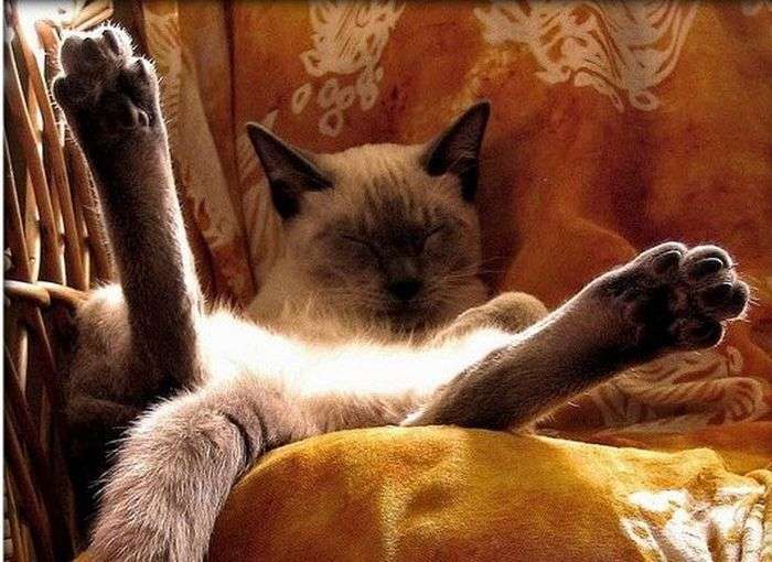 Сплять коти (35 фото)