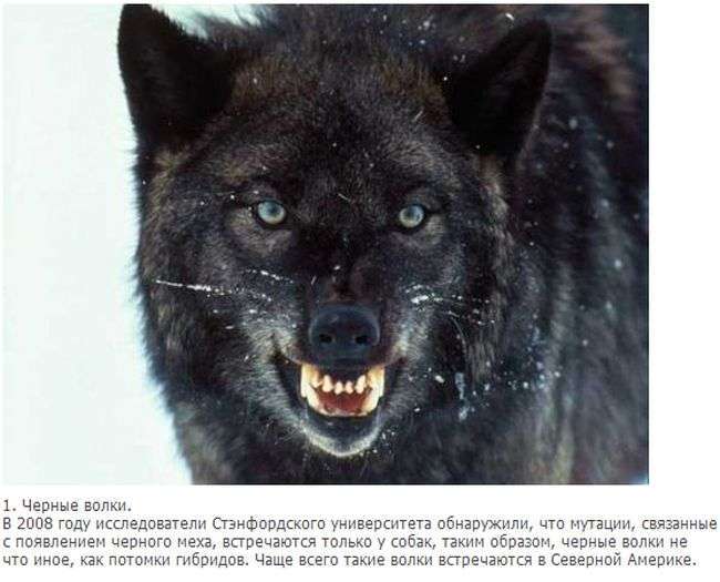 Факти про вовків (10 фото + текст)