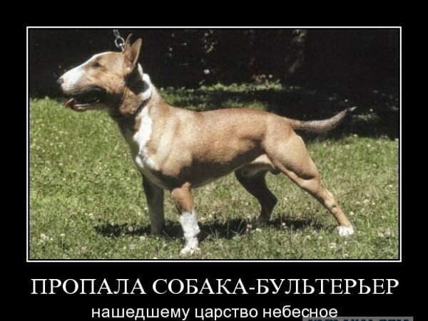 Пёс-барбос и порванный нос. Трагикомедия в двух актах Юмор,картинки приколы,приколы,приколы 2019,приколы про