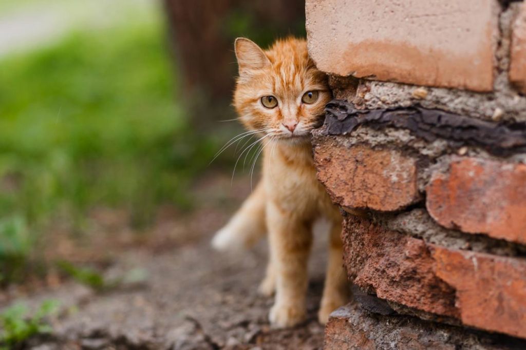 «Акустические кошечки» — команда кошек-шпионов, подготовленная ЦРУ Интересное
