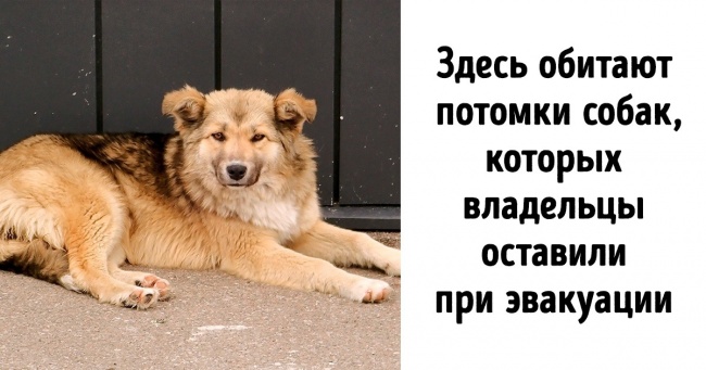 Посмотрите, какие звери живут в зоне отчуждения Чернобыля. Кажется, природа почти залечила раны, которые ей нанес человек Интересное