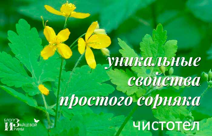 Чистотел. Свойства. Применение. Лечение. Противопоказания здоровье,лекарственные растения,народная медицина,чистотел