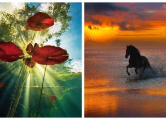 Ода природі: чудові знімки Пепе Сохо