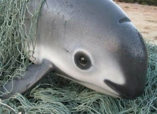 Єдині екземпляри незвичайних тварин на Землі