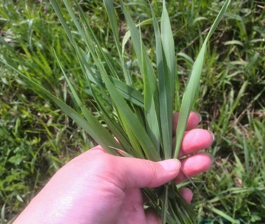 Як позбутися від пирію на городі. Кращі методи