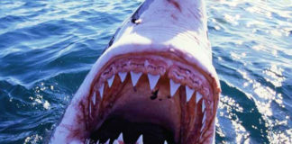 Велика біла акула напала на серфера: реальне відео