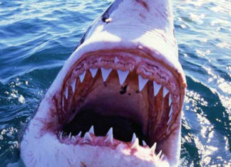 Велика біла акула напала на серфера: реальне відео