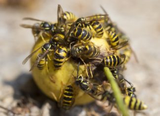 Перша допомога при укусі оси