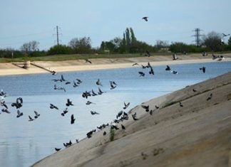 Лікар розповів, як безводний Північно-Кримський канал змінив екологію на півострові