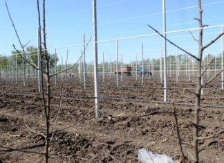 У Ставропольському краї закладено понад ста гектарів інтенсивних садів