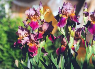 Як правильно пересадити іриси