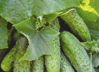 Маленькі хитрощі високих урожаїв