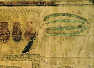 Аналіз ДНК підтвердив сміливу гіпотезу про Стародавньому Єгипті – кавуни родом звідти. Згадок про це не знайдено