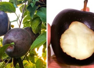 16 рідкісних екзотичних фруктів, які ви побачите в перший раз