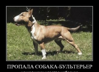 Пес-барбос і порваний ніс. Трагікомедія в двох актах