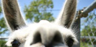 14 доказів того, що лами та альпаки — самі смішні тварини в світі!